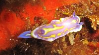 080 Doris de Brito (Chromodoris britoi)